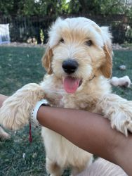 Goldendoodle Puppies Ready August 4th! Free Wellness check