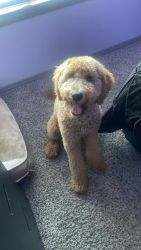 7 month old Female Golden Doodle Need a new home