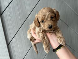 Male Micro Golden Doodle Puppies