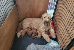STUNNING MINIATURE GOLDENDOODLE PUPPIES READY 2ND SEPTEMBER
