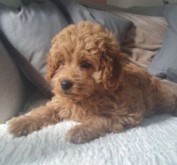 F1b Miniature Goldendoodle Puppies Ready To Join Their Forever Home!!!