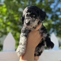 Meet Blueberry our Blue Merle Mini Goldendoodle