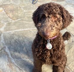 SELLING NEWBORN Goldendoodle puppies
