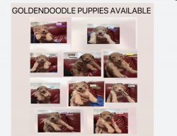 10 Goldendoodle puppies needs Loving Homes