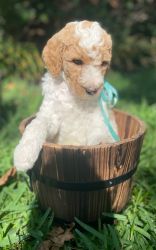 F1bb Goldendoodle Puppy “REDUCED “