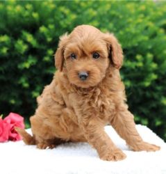 Playful and Adorable Golden Doodle Puppies