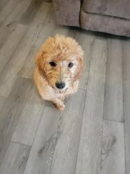 Need a good home for my golden doodle