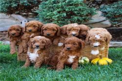adorable F1bb Mini Goldendoodle puppies