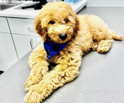 Beautiful red 11 week old male golden doodle for sale