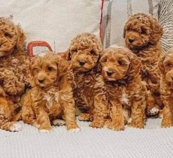 Pure goldendoodle puppies