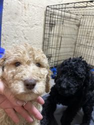 F1b Goldendoodle Puppies-price reduced
