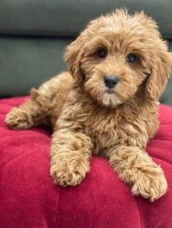 Goldendoodles available today!