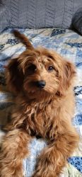 Golden 400doodle puppy for sale