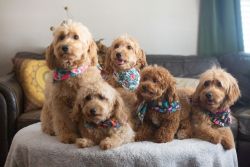 F1b Toy Goldendoodle puppies DNA\OFA tested parents/Good Dog
