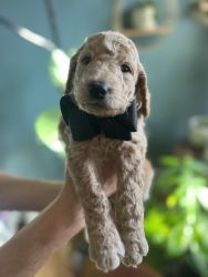 Beautiful Goldendoodles for Sale
