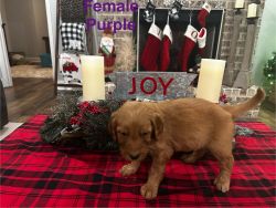 Goldendoodle Puppies in time for Chistmas