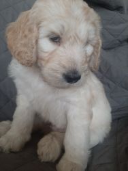 Male goldendoodle