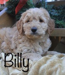 Golden doodle puppy *Billy*