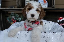 GoldenDoodle Puppy