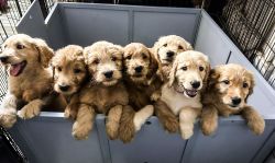 Goldendoodle All The Way!