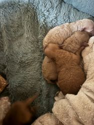 Toy goldendoodle puppies