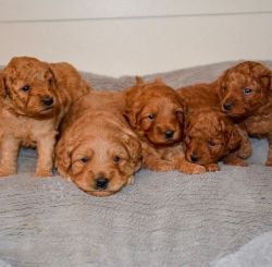 Mini Goldendoodle puppies for sale
