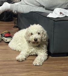 Beautiful Golddendoodle for sale. 1 year old