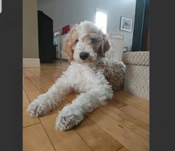 4 Months Old Male Goldendoodle Pup For Adoption