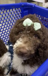 F1BB GOLDEN DOODLE BABY GIRLS FOR ADOPTION