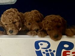 Beautiful Female Goldendoodle’s reduced
