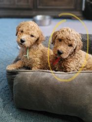 Rehoming Standard F1b Goldendoodle Puppies