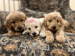 F1 Goldendoodle puppies for sale