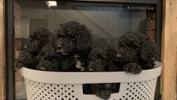 black goldendoodle puppies ready to be rehomed