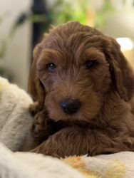 Male Goldendoodle for Sale