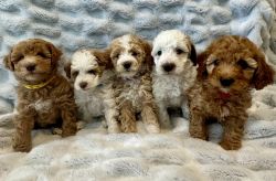 Mini Golden doodle Goldendoodle Puppies Ready ToGo