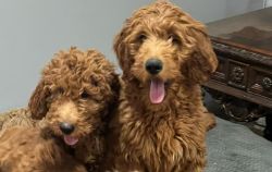 F3 Generation Standard size Red Golden Doodles puppies !!