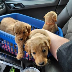 Goldendoodle Pups