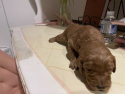 Standard sized Goldendoodle puppies for reserve