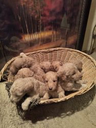 Litter of 9, Goldendoodles for sale