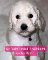 Golden Doodles F1B looking for there Furever homes