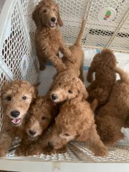 Butta(shada) puppies for sale