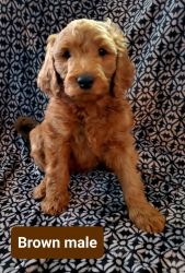 Red F1B GOLDENDOODLE PUPPIES