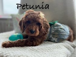 Petunia (F1B Goldendoodle)