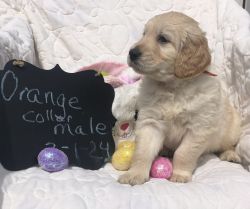 Baby Goldendoodle