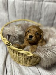 Mini Goldendoodle Puppy