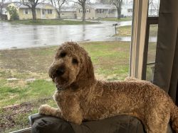 1 year old Goldendoodle