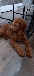 Goldendoodle! He is updated with his shots.