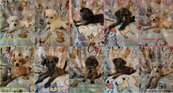 10 Shepadoodle Puppies males and females