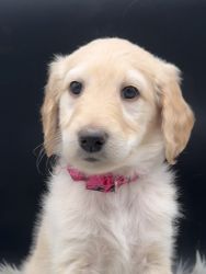 F1b Goldendoodle puppies for adoption