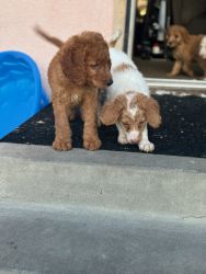 4 Goldendoodle fur babies for sale